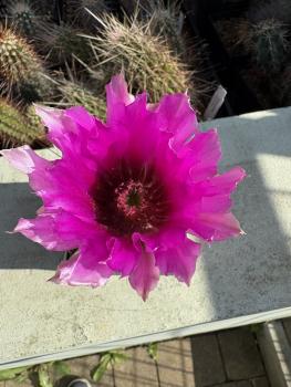 Echinocereus fendleri